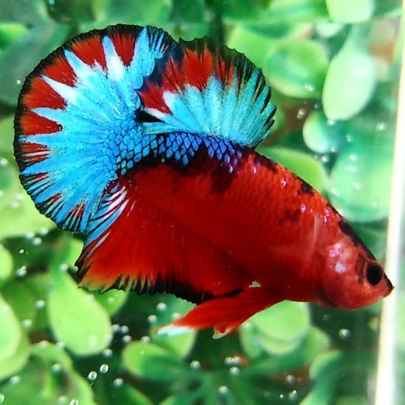 930 Koleksi Gambar Ikan Cupang Multicolor Terbaik