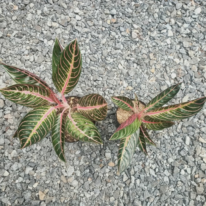 Paket 2 Tanaman Hias Aglonema Red Sumatra (Indukan)