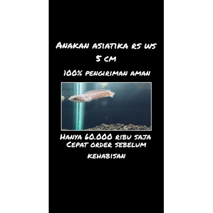 anakan asiatika rs ws