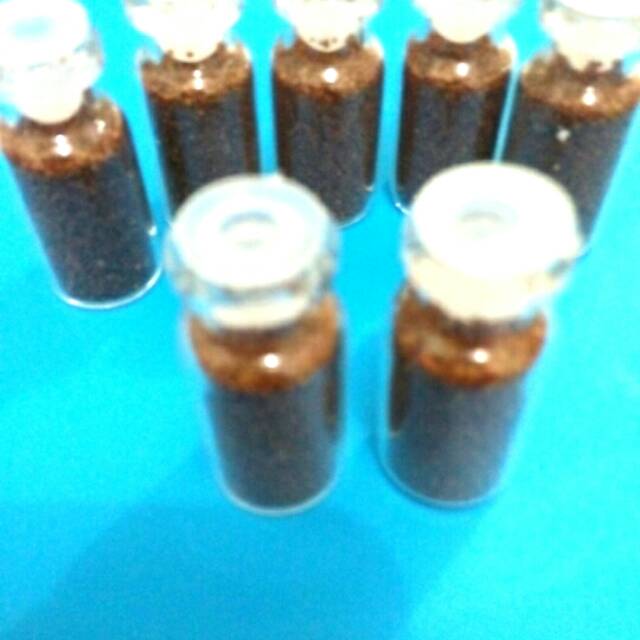 Karpet seed benih rumput aquarium mini