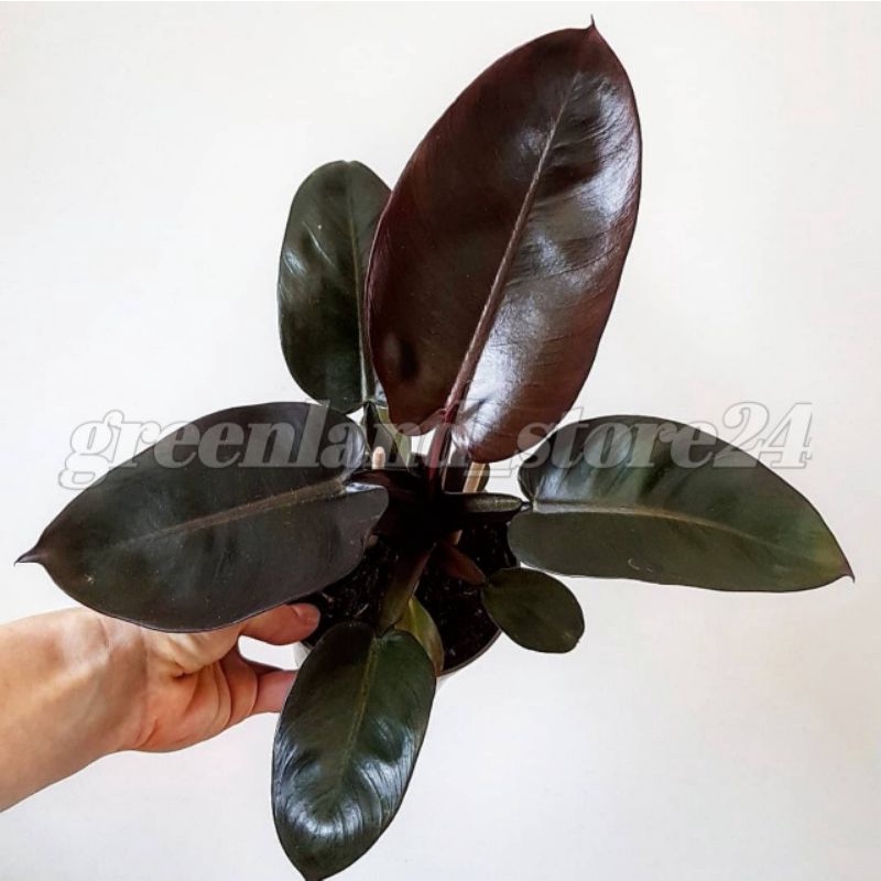 philodendron black cardinal - black cardinal - philodendron - tanaman philodendron black cardinal