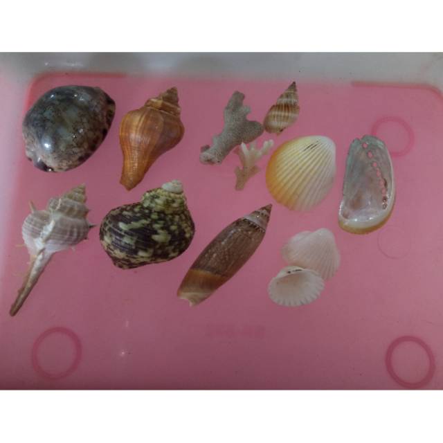 Kerang satu set untuk hiasan meja