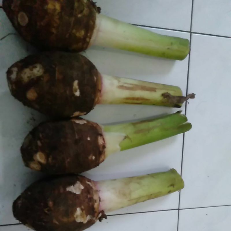 

Bentul Bentoel umbi segar minim order 4 @ 1 kilogram