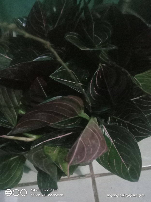 Aglonema Rotundum Aceh Yang Daun 3