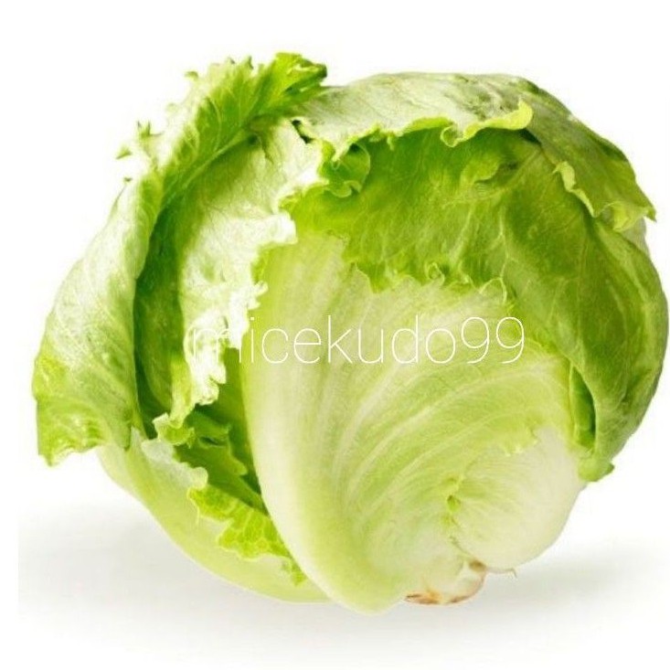 

SELADA BULAT 1/2 KG FRESH / HEAD LETTUCE / LOTUS