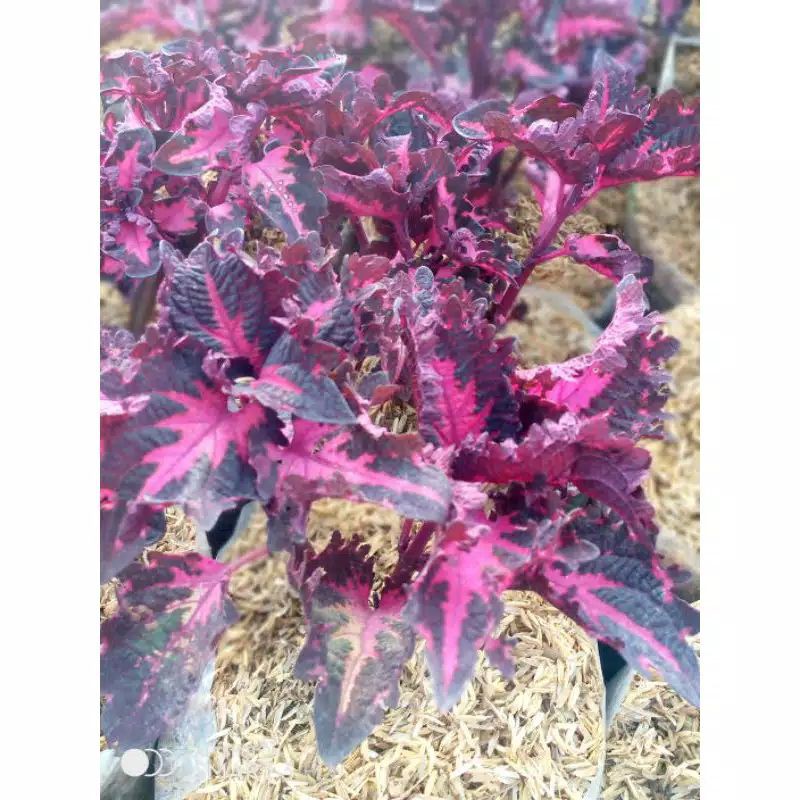 TANAMAN HIAS MIANA MERAH