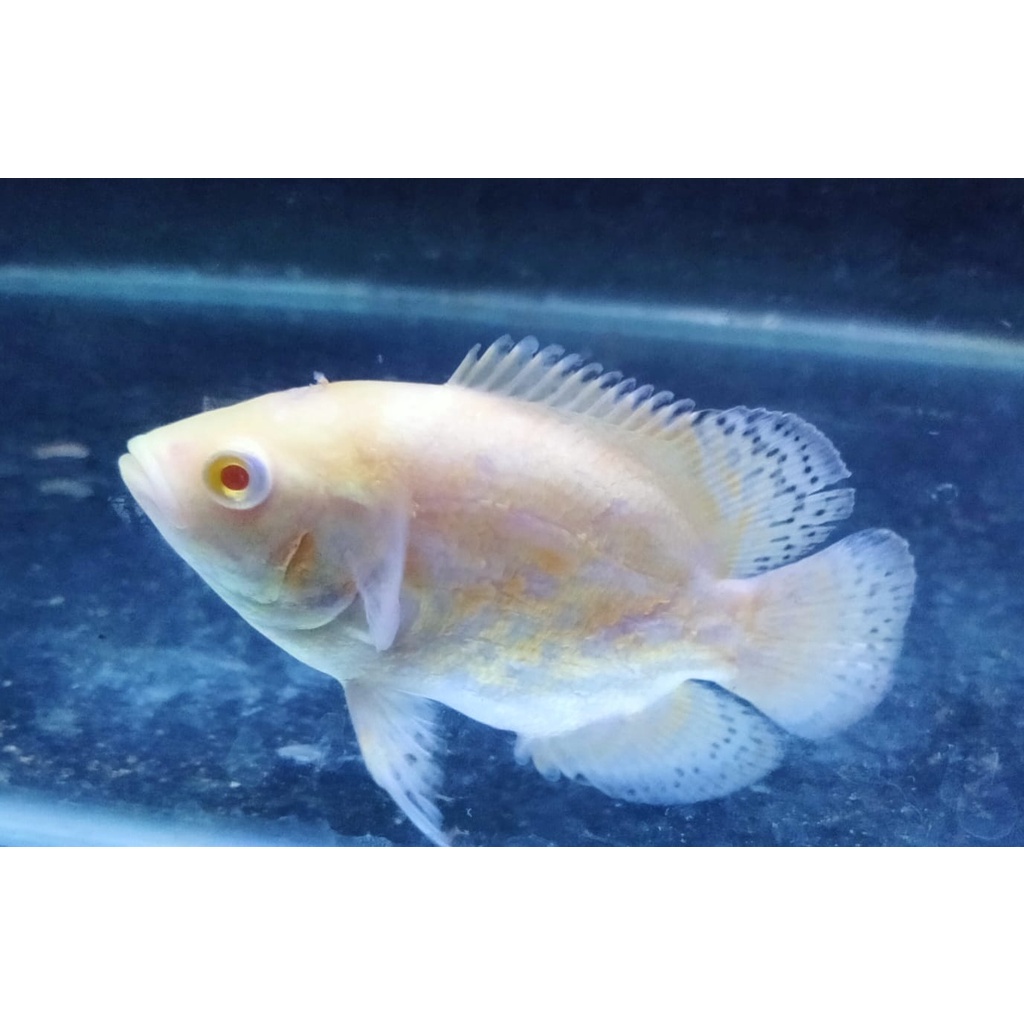 ikan oscar tiger albino