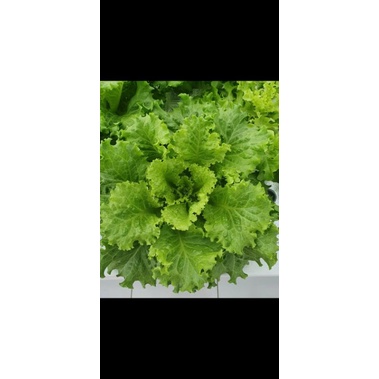 

Lettuce Batavia