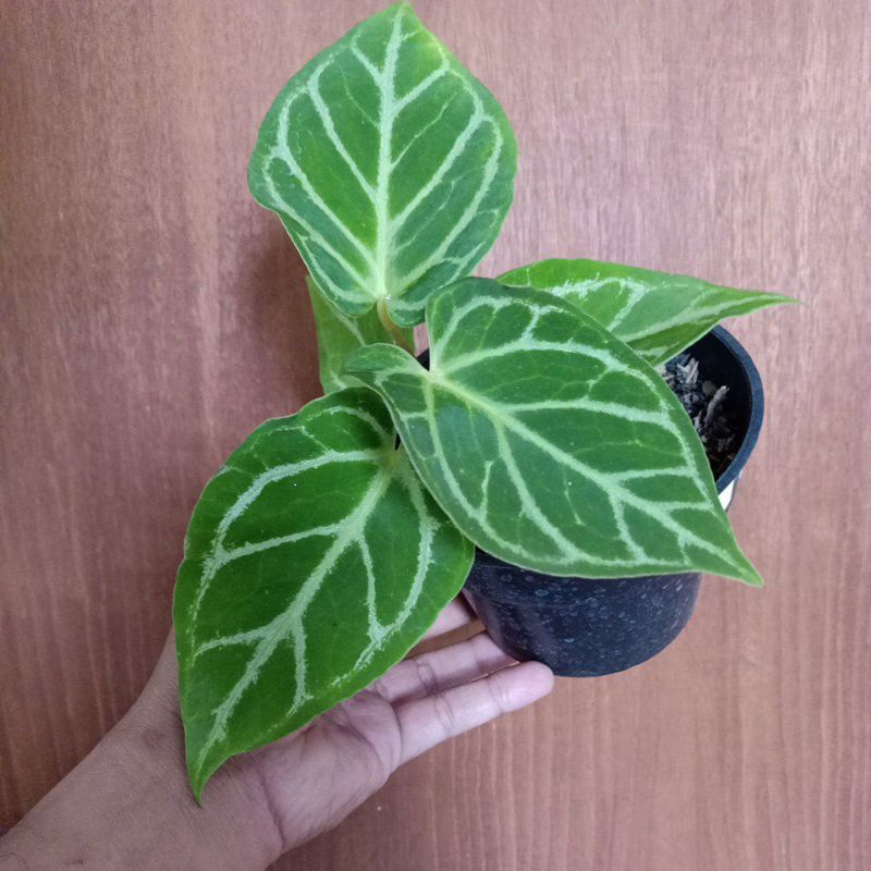 anthurium red of java pesanan kak shita