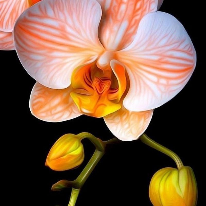 TANAMAN HIAS ANGGREK DENDROBIUM ORANGE STEEL SUDAH SPIKE