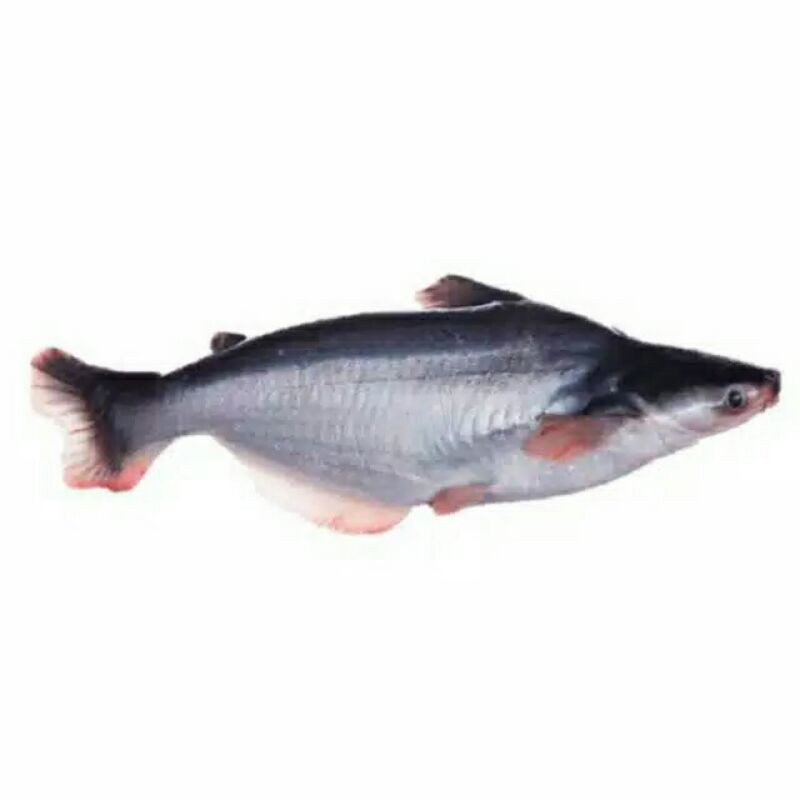 

Ikan Patin per 1kg