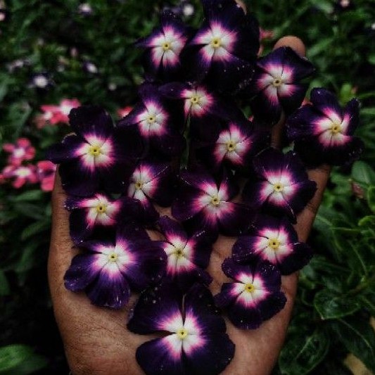 Ningrum Aureolla (vinca tegak)