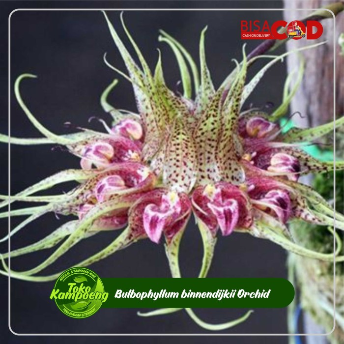 Bulbophyllum binnendijkii Orchid