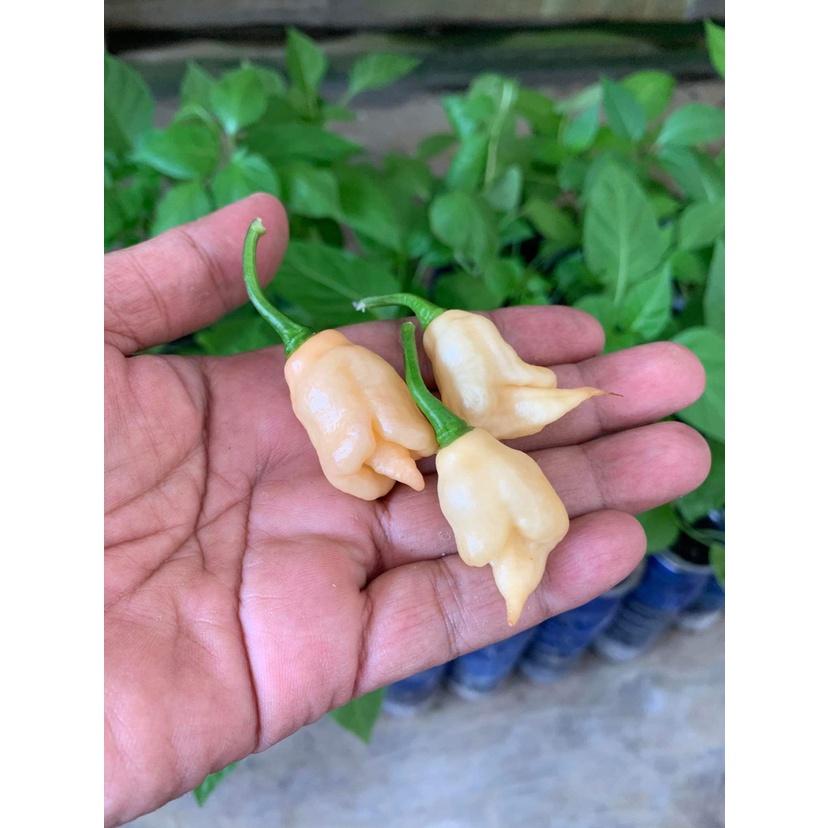 Benih Bibit Biji - Cabai Watryx X Pink Tiger Peach Cabe Super Pedas Pepper Seeds