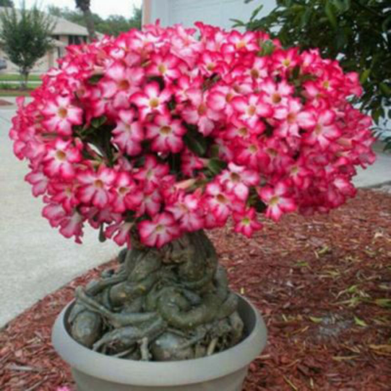 biji adenium Pink