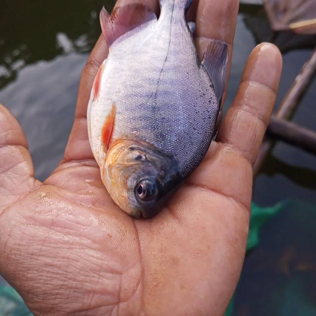 Bibit ikan bawal