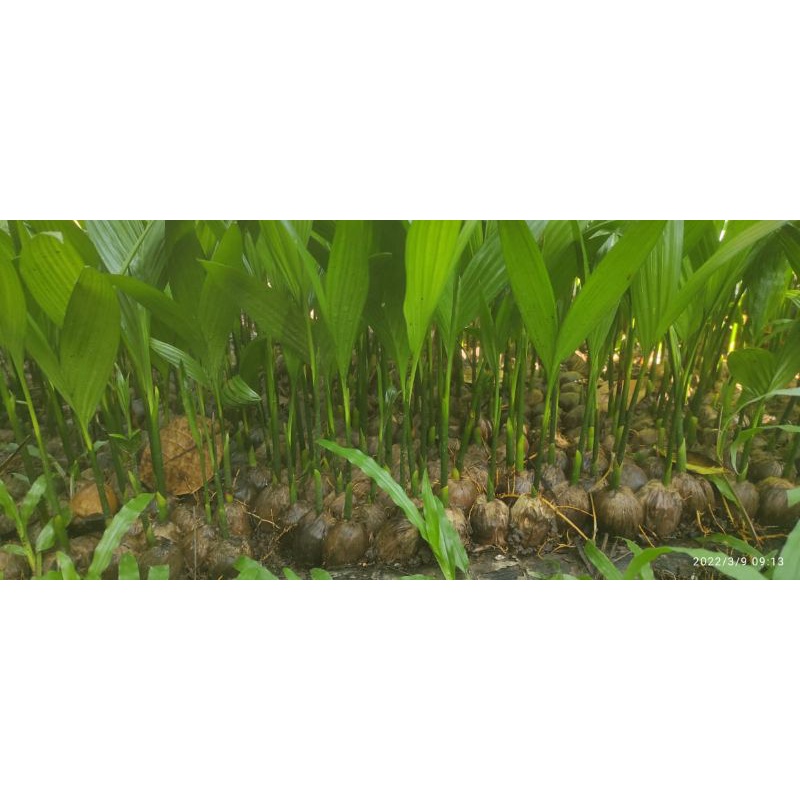 bibit kecambah pinang betara