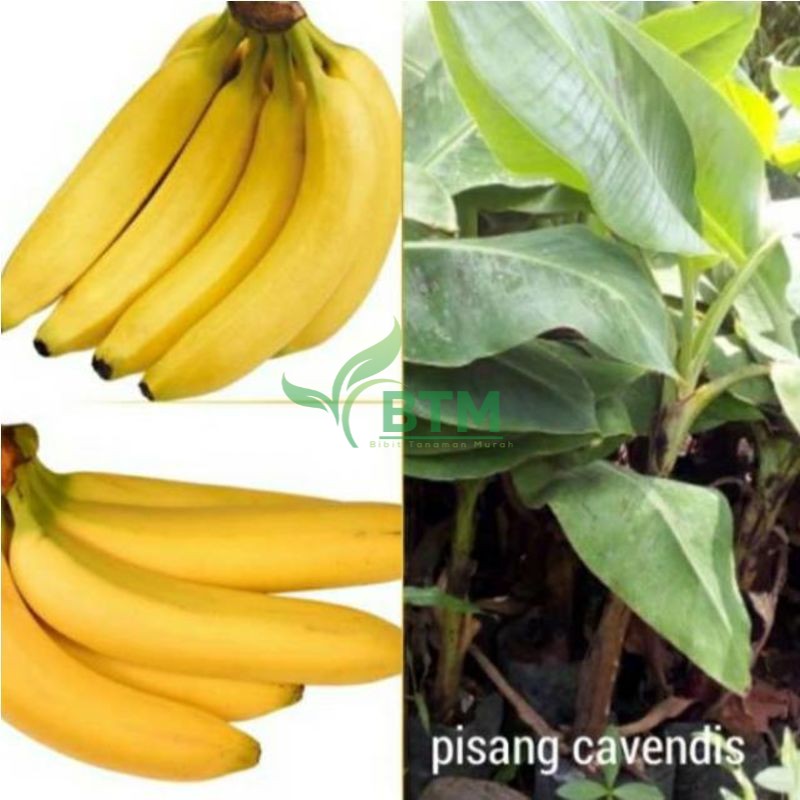 Bibit Buah Pisang Cavendish Unggulan - Bibit Buah