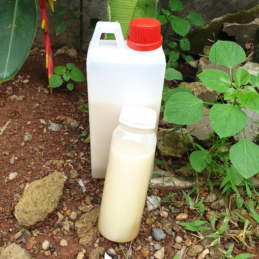 

Madu Kelanceng Putih Super 1kg