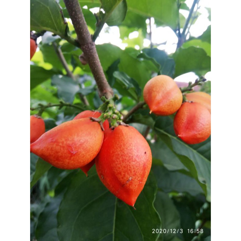 

bibit pohon kacang arab