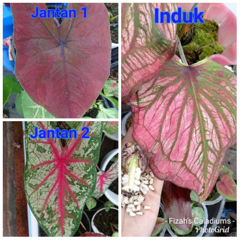 Biji keladi silangan, isi 12 biji