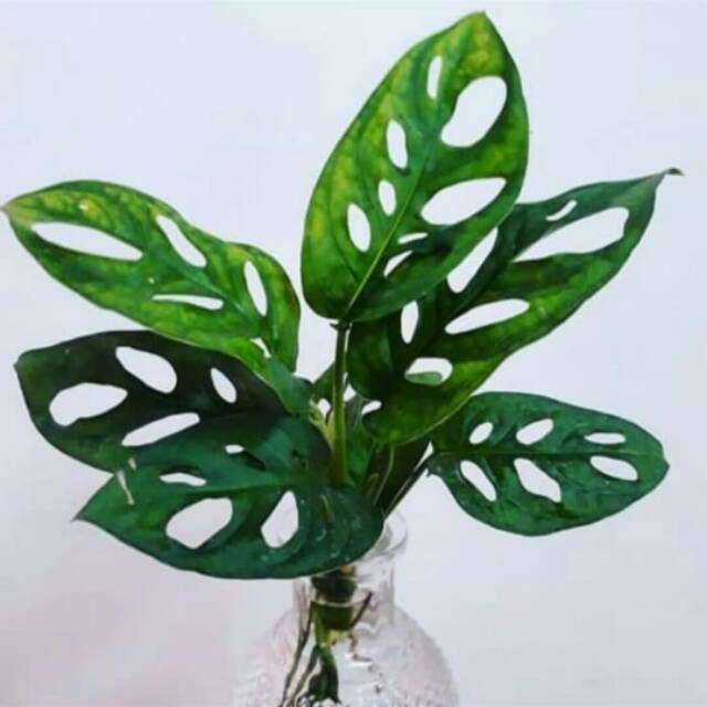 Tanaman hias hidup janda bolong