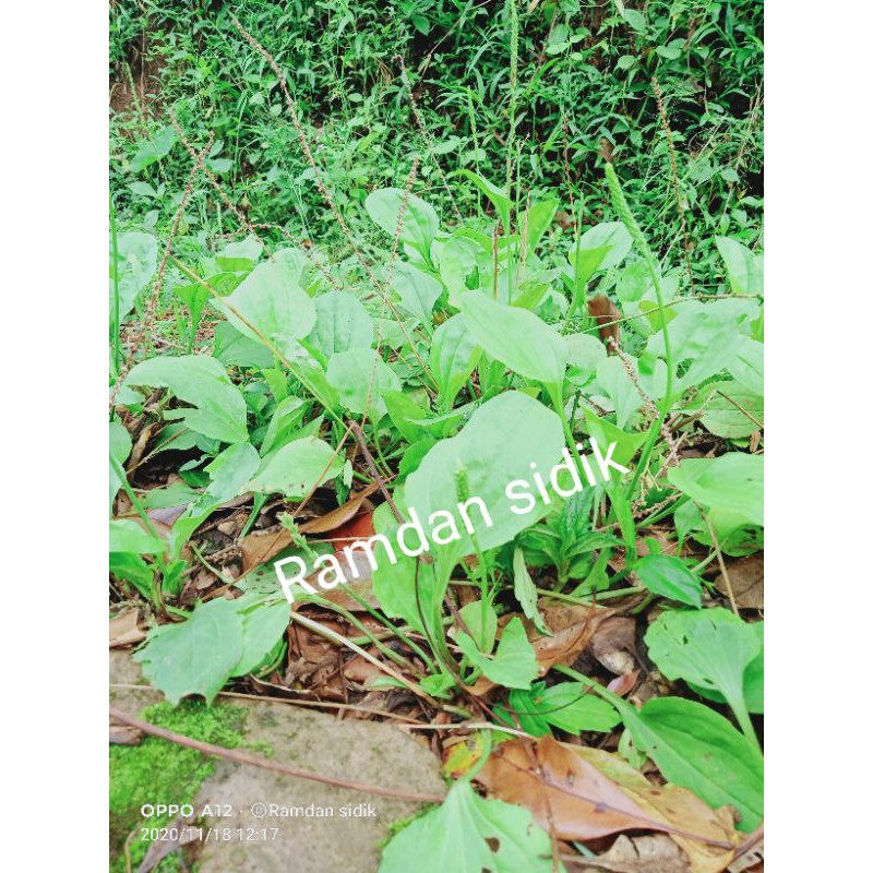 

termurah obat herbal segar daun Ki urat /sendok(fresh)isi kemasan 300 gram