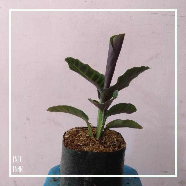 Calatea Zebrina - Calatea