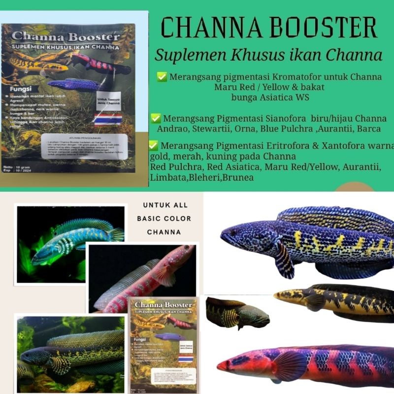 CHANNA BOOSTER Obat Mutasi Warna dan Suplemen khusus ikan Chana