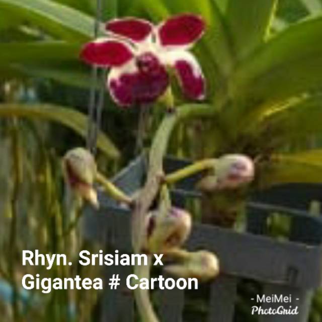 Rhyn Srisiam X Gigantea # Cartoon