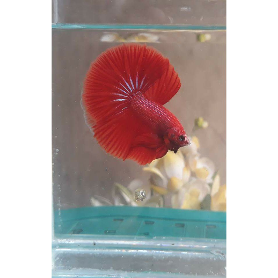 Ikan Cupang Hias Halfmoon Super Red Kualitas Kontes Real Foto Betta