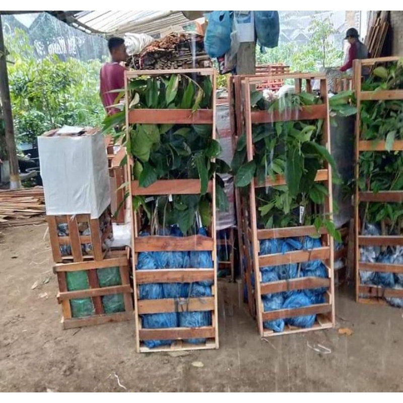 3 Bibit Jeruk Berbuah+ Packing Kayu ( Peti )