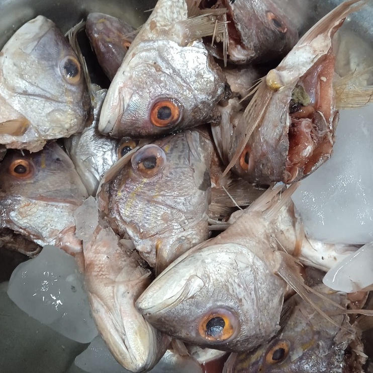 

KEPALA IKAN KAKAP SEGAR PER 1 kg