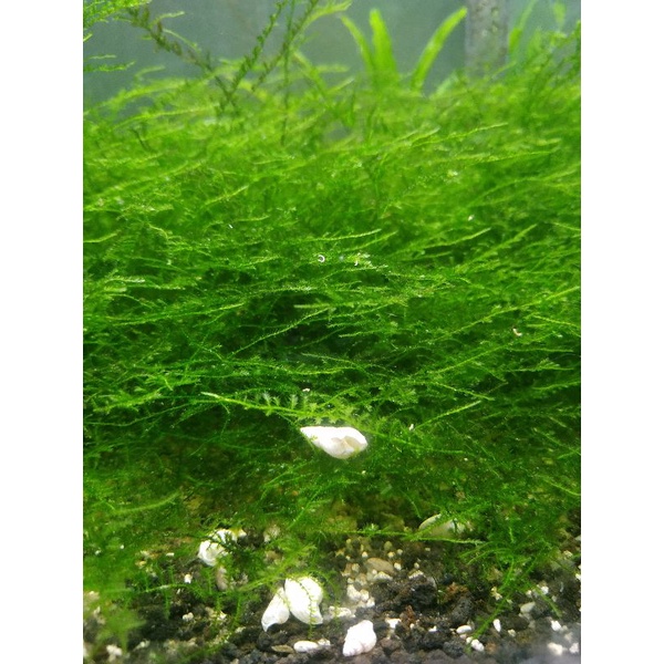 Tanaman Air Aquascape Moss Weeping dan Moss Java