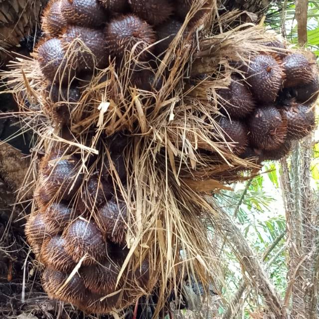 

SALAK MANIS PREMIUM/SALAK SEGAR/DI PETIK LANGSUNG DARI POKOK PILIHAN 1Kg