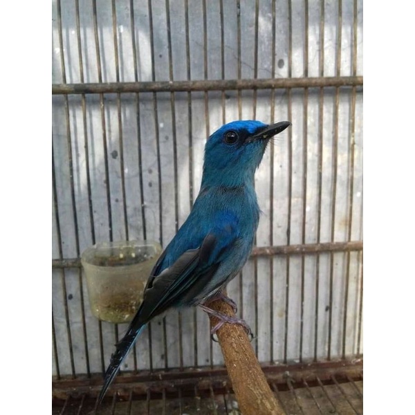 burung selendang biru jantan pilihan
