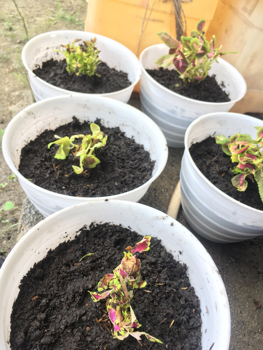 Tanaman Miana/ingler Daun Kecil / 1pcs / 150gram