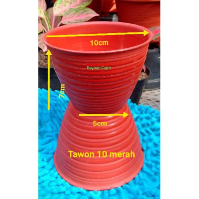  Pot  tawon  10 merah  bata pot  kaktus mini pot  sukulen 