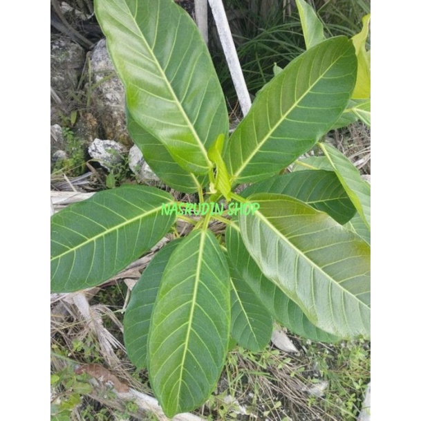 

[Fresh] BIBIT FICUS CALLOSA