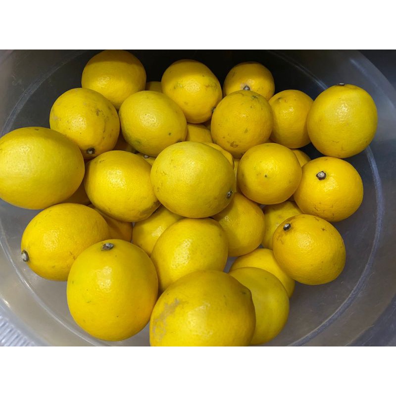 

lemon lokal jumbo