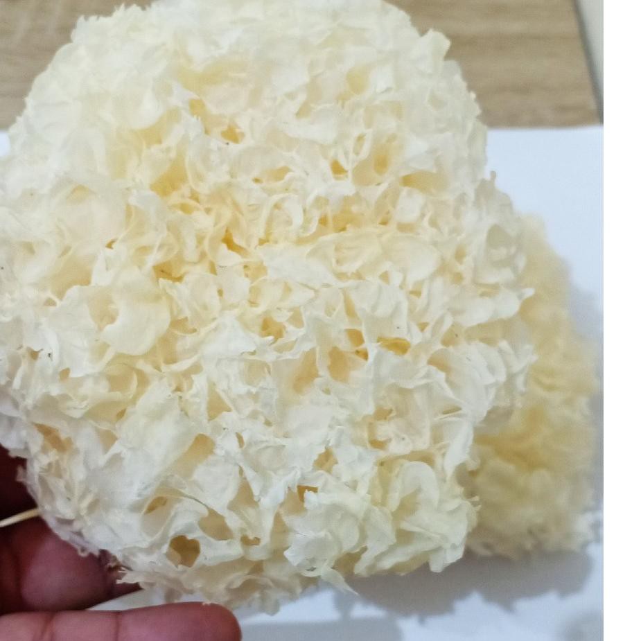 

❤ BELI ❤ Jamur Salju / Snow White Fungus / Yin Er / Bai Mu Er 30 gram