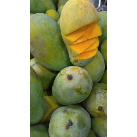 

Mangga Arum manis segar kg @