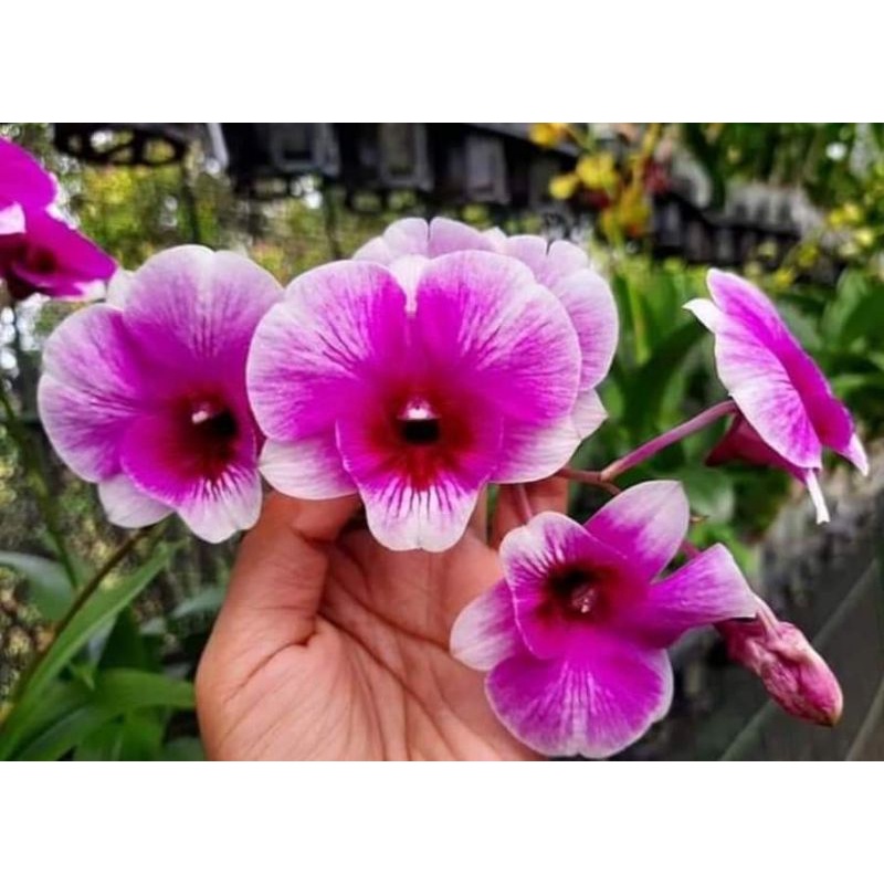 dendro mini rajin bunga