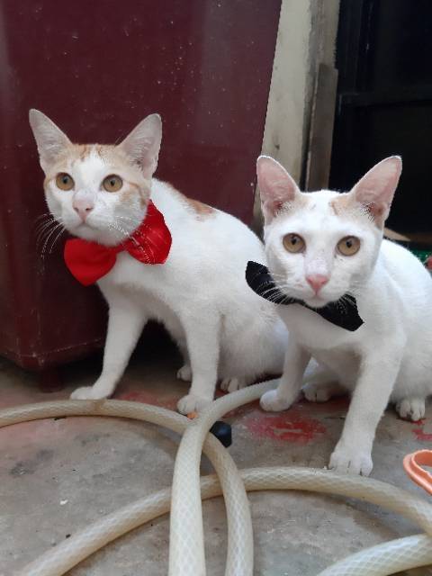 KALUNG DASI EDOTH POLOS / collar / anjing kucing / acc hewan / cat &amp; dog / binatang