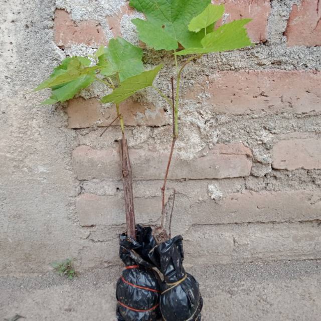 Bibit Anggur Lokal Hitam