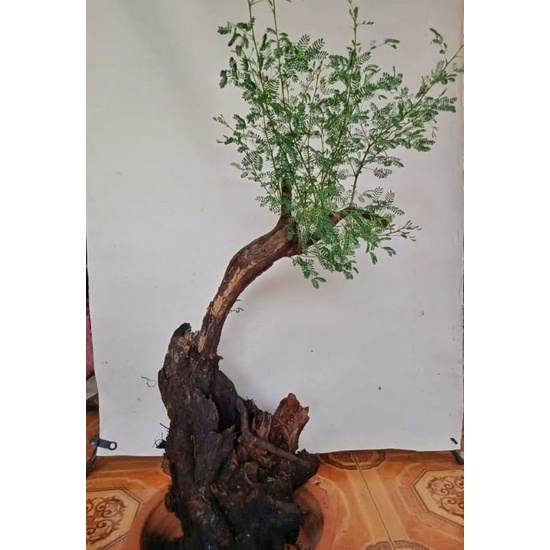 BAHAN BONSAI ARABIKA/KLAMPIS IRENG SUPER REALPICT