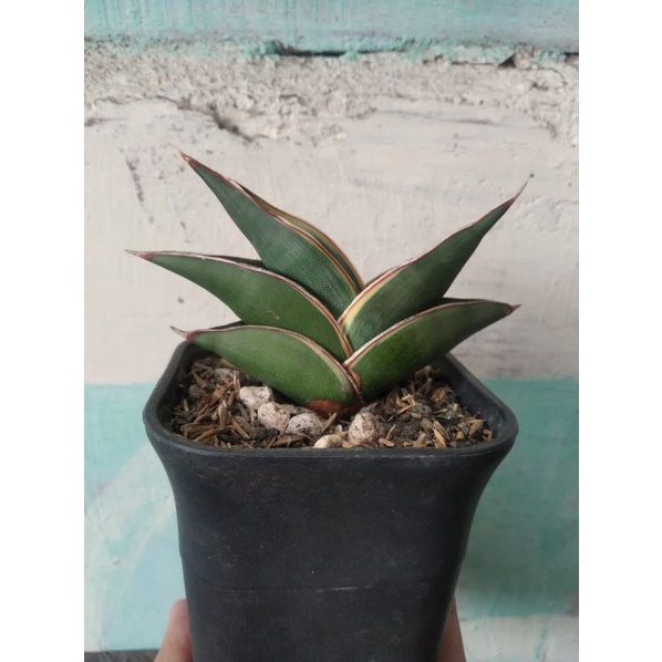 sansevieria rorida varigata