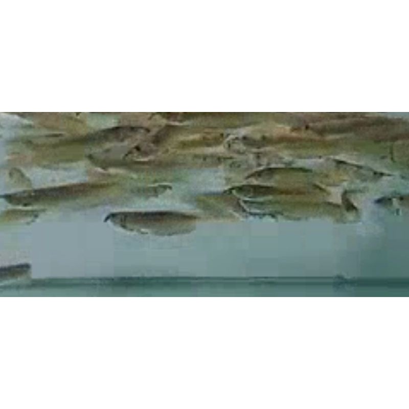 ikan Arwana Silver Brazil 11-12 cm