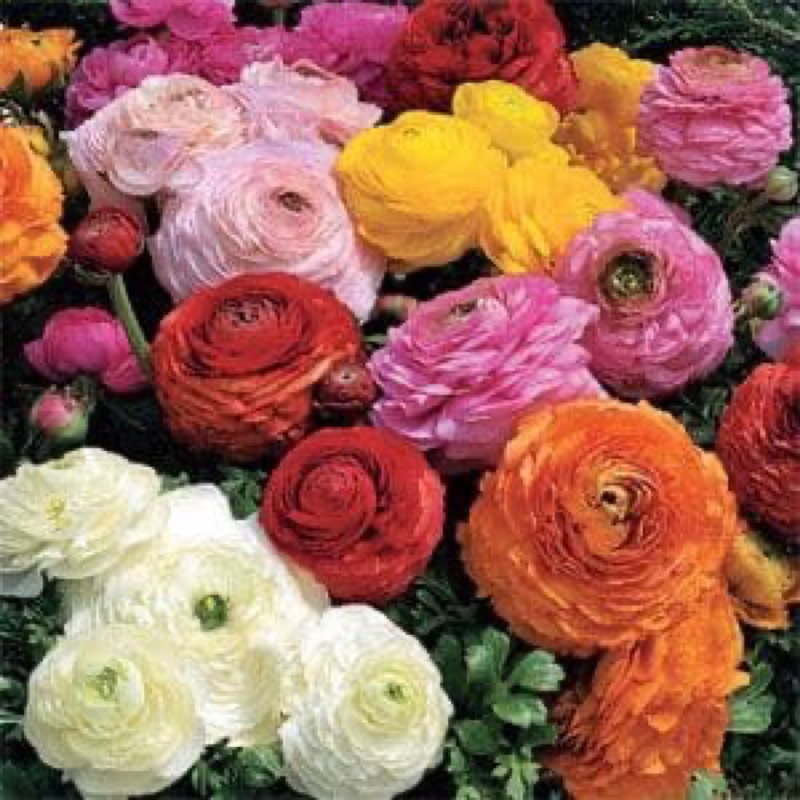 Amefurashi 1 benih/seeds Ranunculus Asiaticus Mache Mix Persian Buttercup Flower