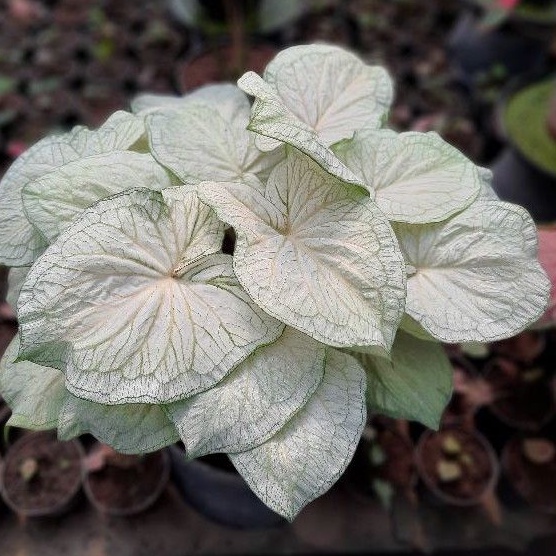 Tanaman hias caladium keladi white jaguar